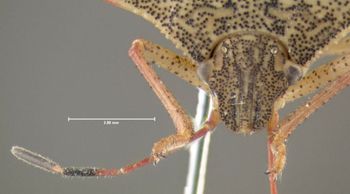 Media type: image;   Entomology 619820 Aspect: head frontal view